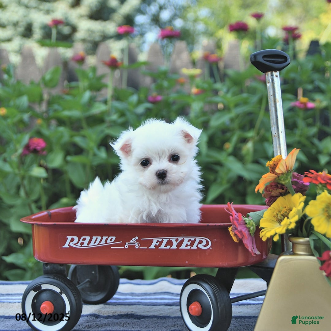 Maltese dogs for sale: Bobby Extra Small - Image 1