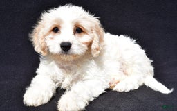 Cavachon dogs for sale: Bingo - Image 6
