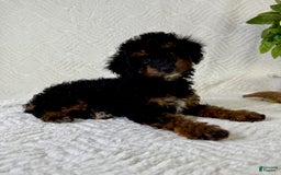 Cockapoo dogs for sale: Cockapoo 5 puppies - Image 19