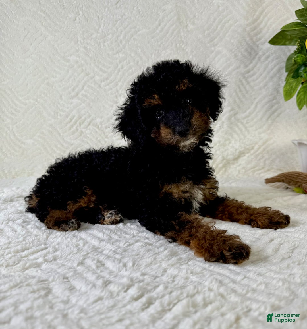 Cockapoo dogs for sale: Cockapoo 5 puppies - Image 19