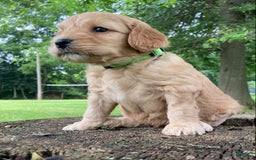 Labradoodle dogs for sale: Phoenix - Image 6
