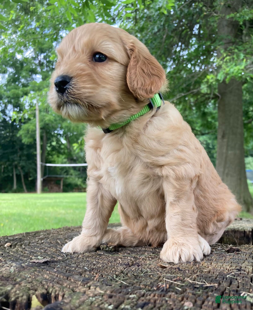 Labradoodle dogs for sale: Phoenix - Image 6