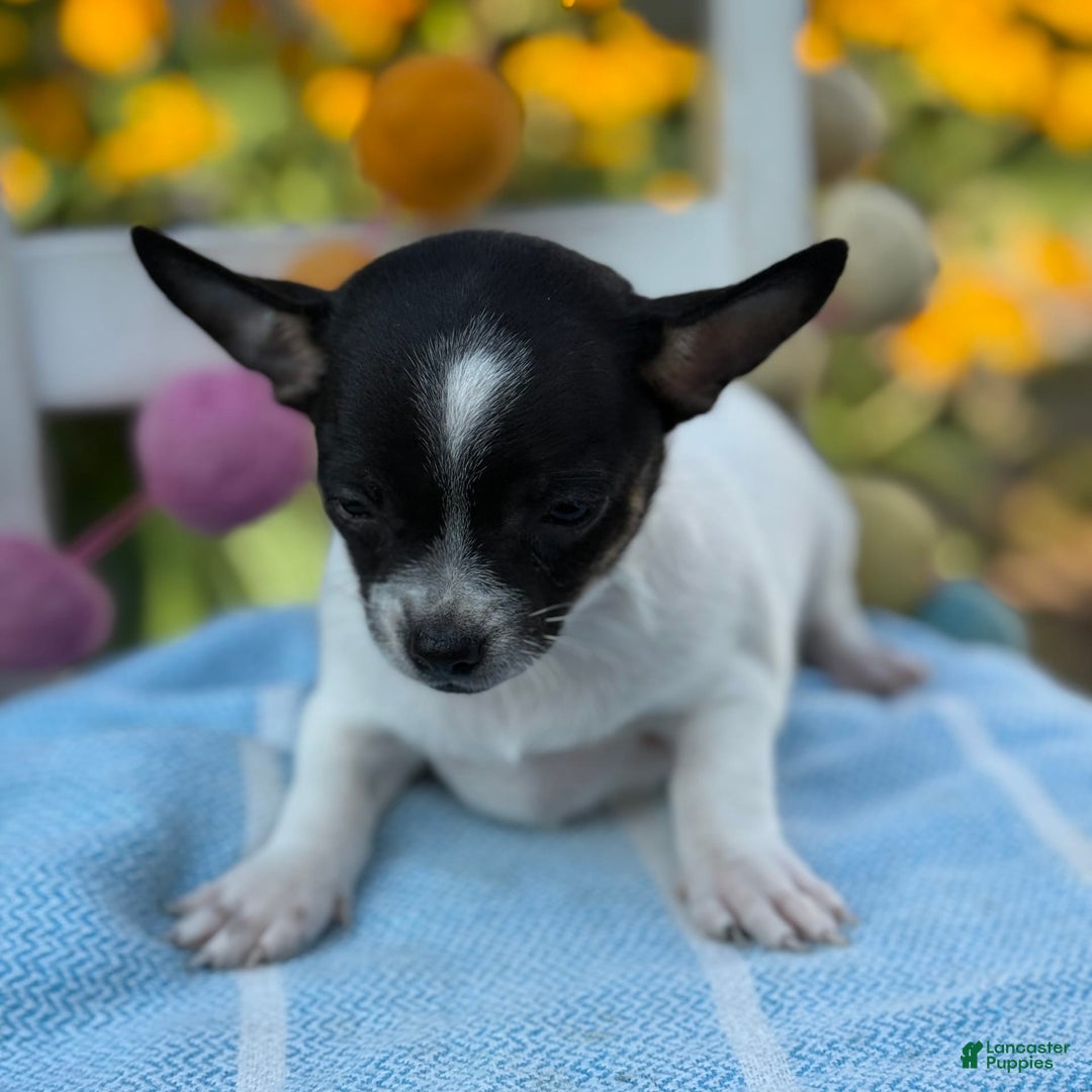 Chihuahua dogs for sale: Puddle - Image 3