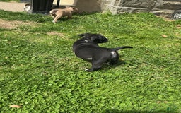 American Bully dogs for sale: Luna Black - Image 1