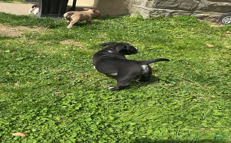 American Bully dogs for sale - Ad 1