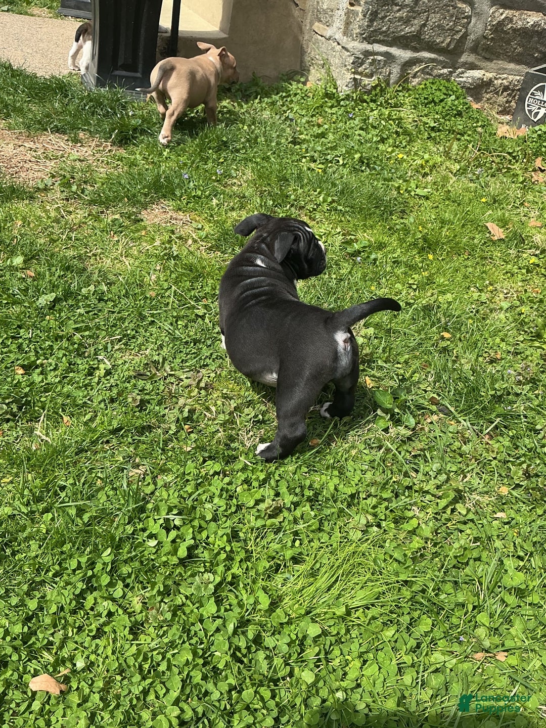 American Bully dogs for sale: Luna Black - Image 1