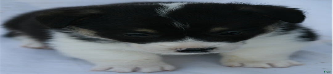 Burito
