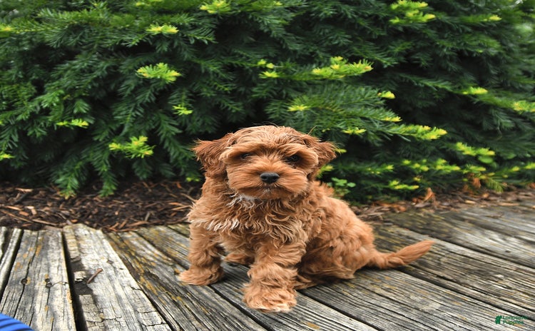 Cavapoo dogs for sale - Ad 4