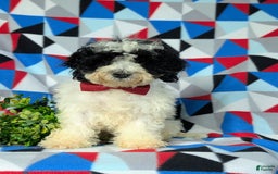 Cavapoo dogs for sale: Edmond Hypoallergenic - Image 11