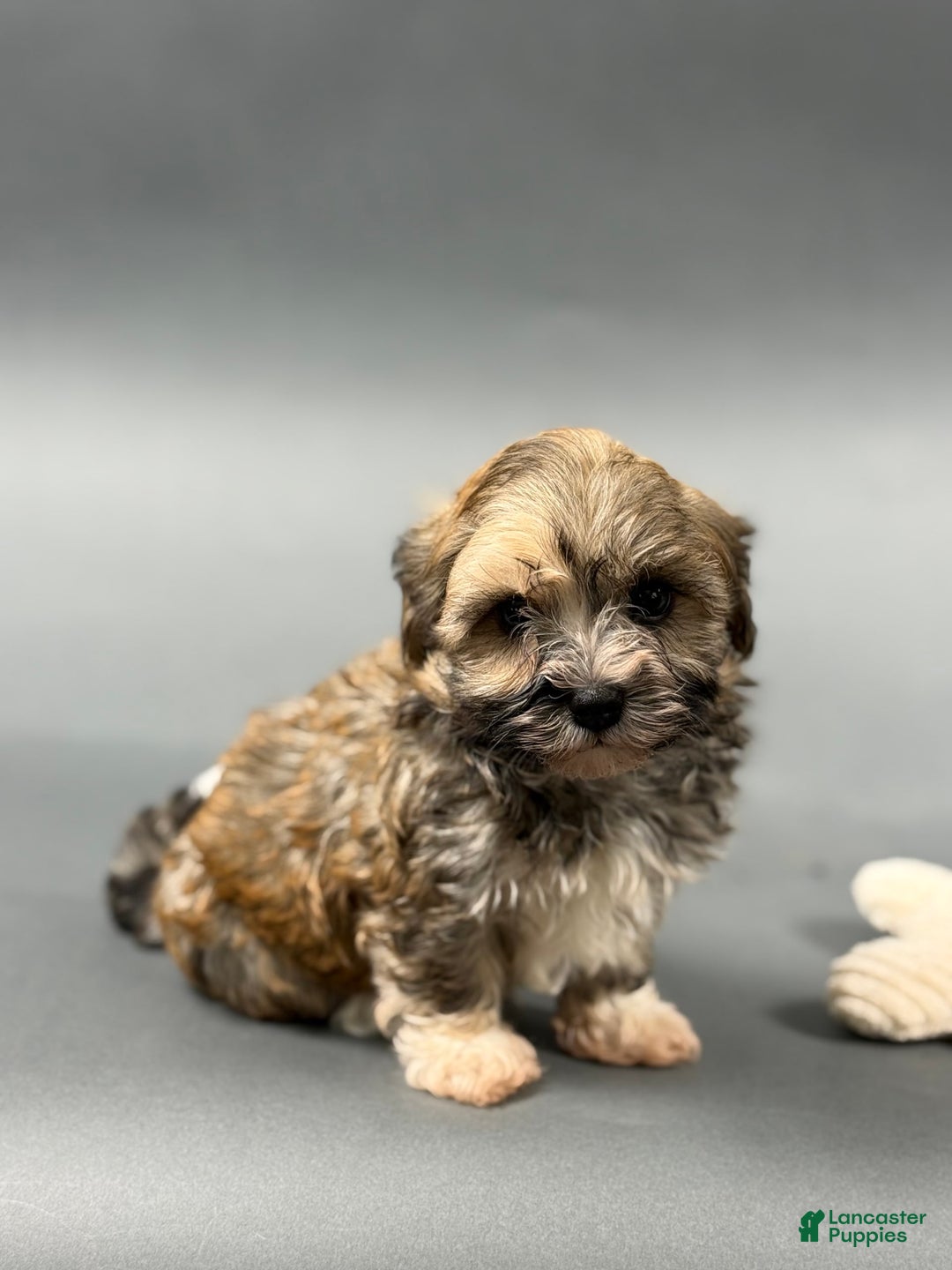 Havanese dogs for sale: OZZIE - Image 2