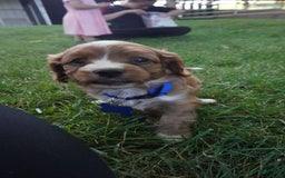 Cavapoo dogs for sale: Toodles - Image 3