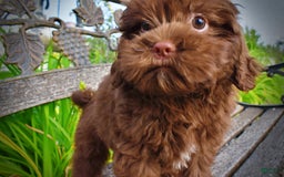 Havapoo dogs for sale: Wiggles - Image 18
