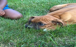 Boxer dogs for sale: Chaz - Image 3