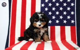 Mini Bernedoodle dogs for sale: William - Image 1