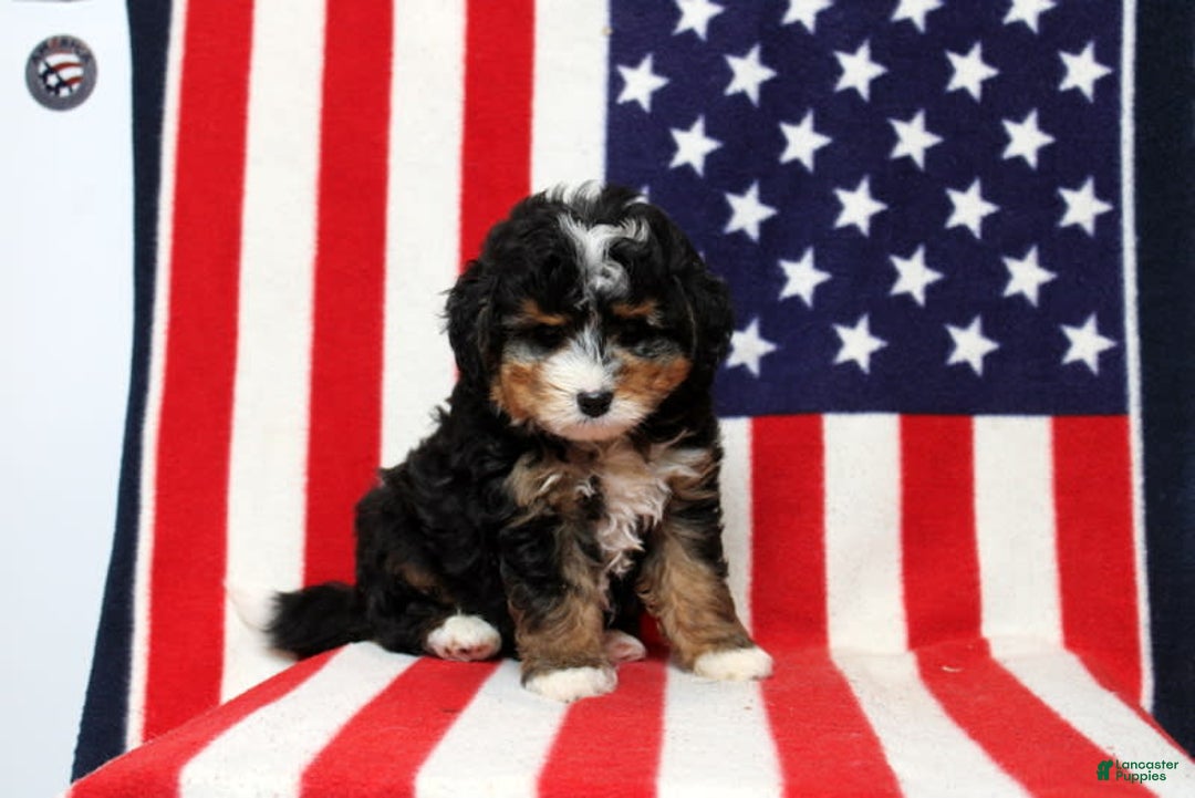 Mini Bernedoodle dogs for sale: William - Image 1