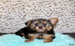 Yorkshire Terrier dogs for sale: Jethro - Image 3