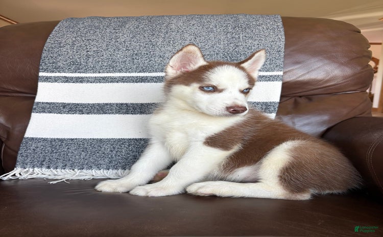 Siberian Husky dogs for sale - Ad 1