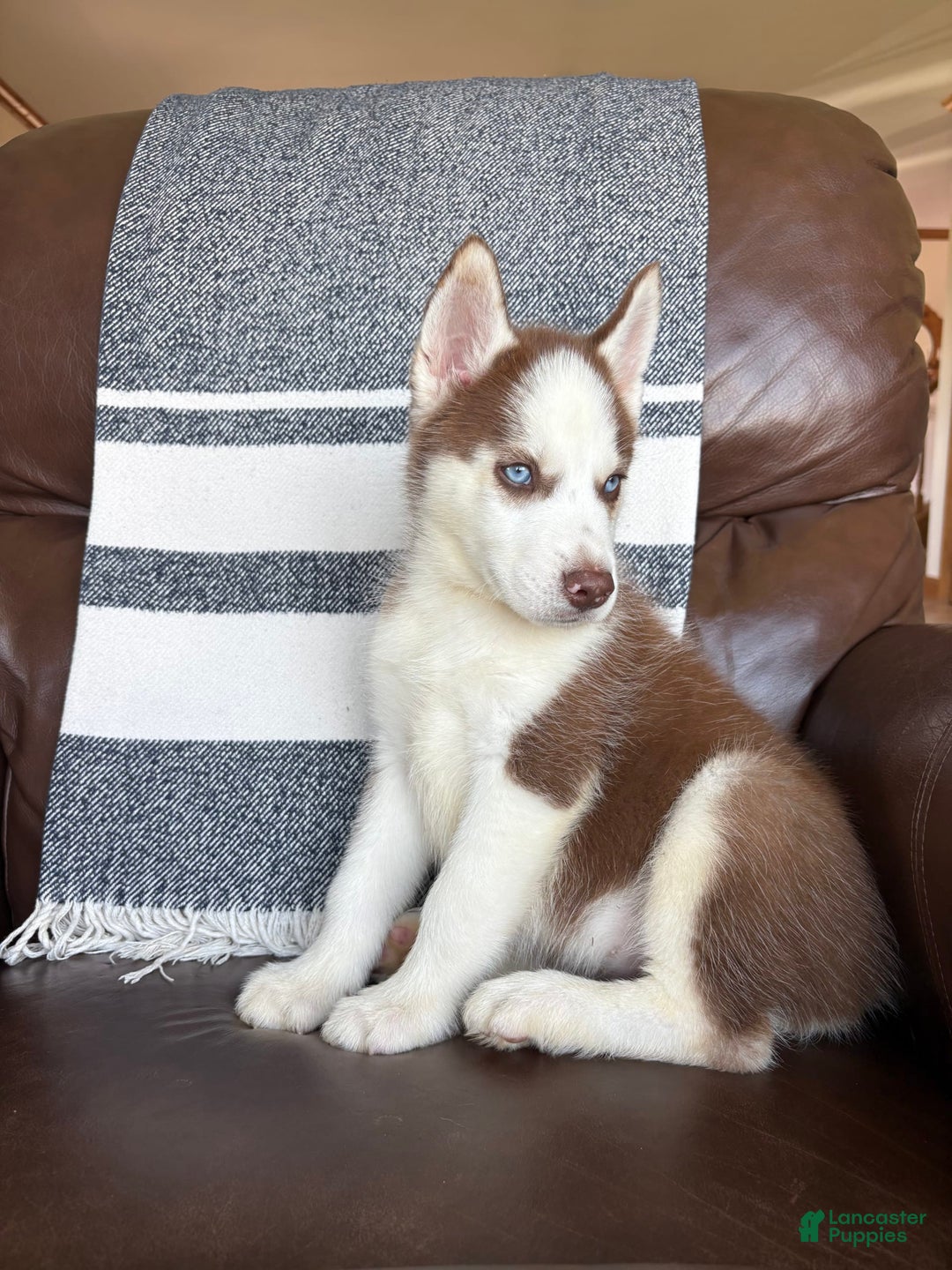 Siberian Husky dogs for sale: Buster - Image 1