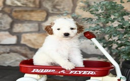Mini Goldendoodle dogs for sale: Fluffy - Image 4