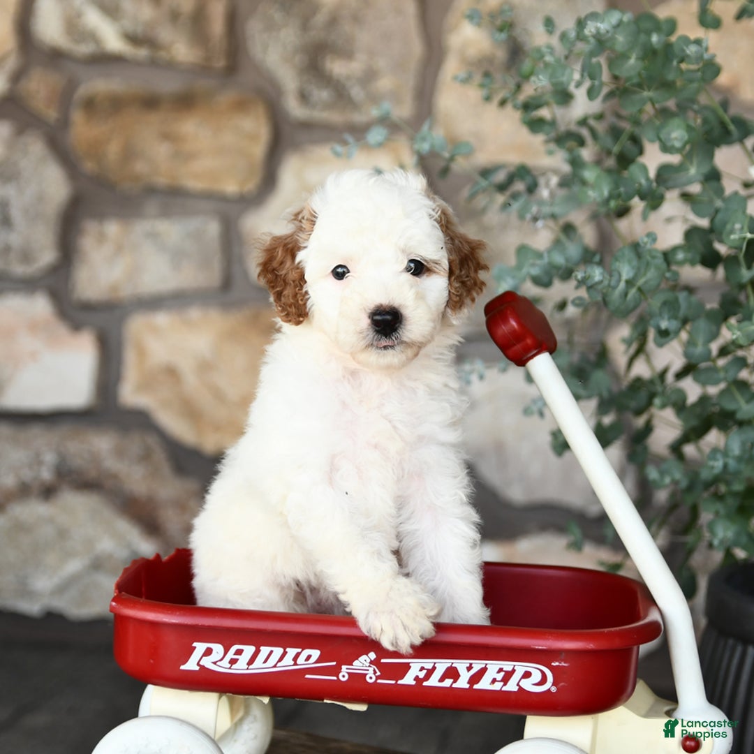 Mini Goldendoodle dogs for sale: Fluffy - Image 4