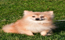 Pomeranian dogs for sale: Bear - Image 8