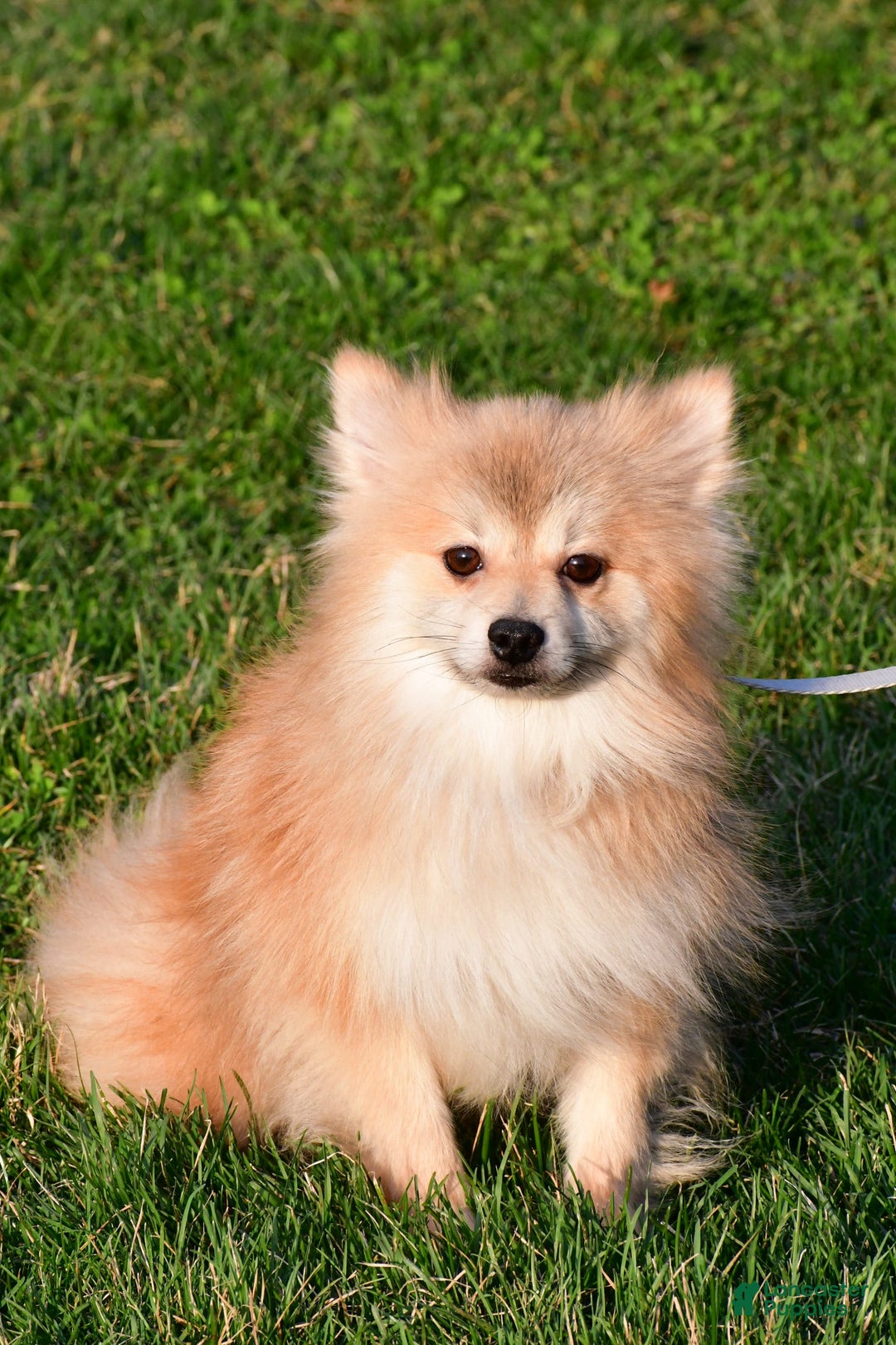 Pomeranian dogs for sale: Bear - Image 8