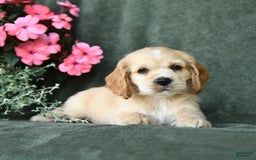 Cocker Spaniel dogs for sale: Chase - Image 2