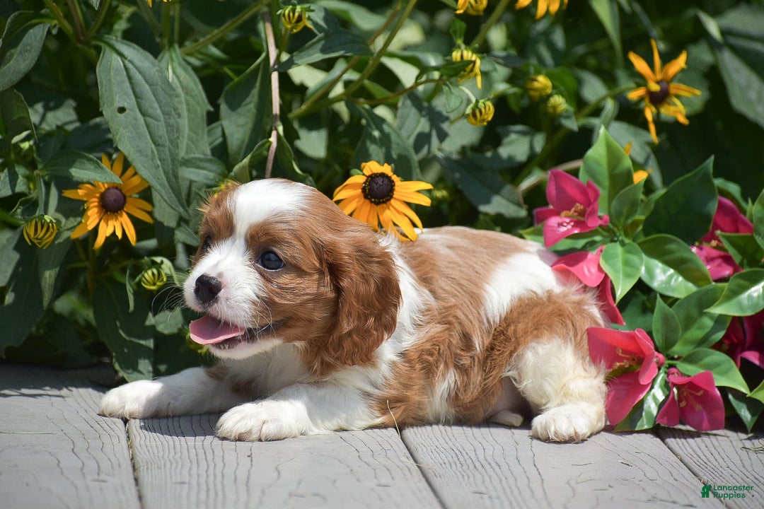Cavalier King Charles Spaniel dogs for sale: Buster - Image 6