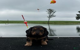 Miniature Dachshund dogs for sale: Teddy - Image 3