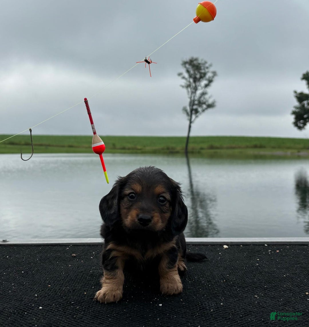 Miniature Dachshund dogs for sale: Teddy - Image 3