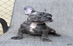 French Bulldog dogs for sale: David - Image 2