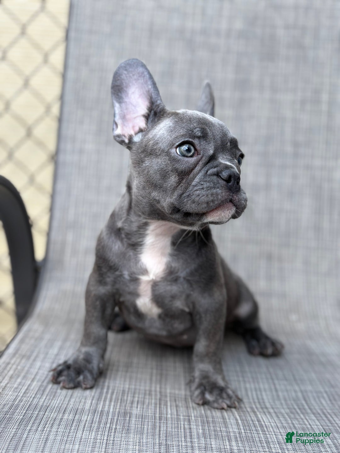 French Bulldog dogs for sale: David - Image 2