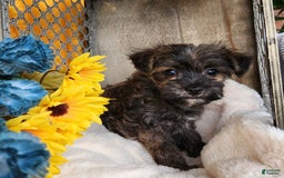 Morkie dogs for sale: Bandit - Image 6