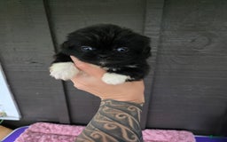 Pekingese dogs for sale: Carrie - Image 8