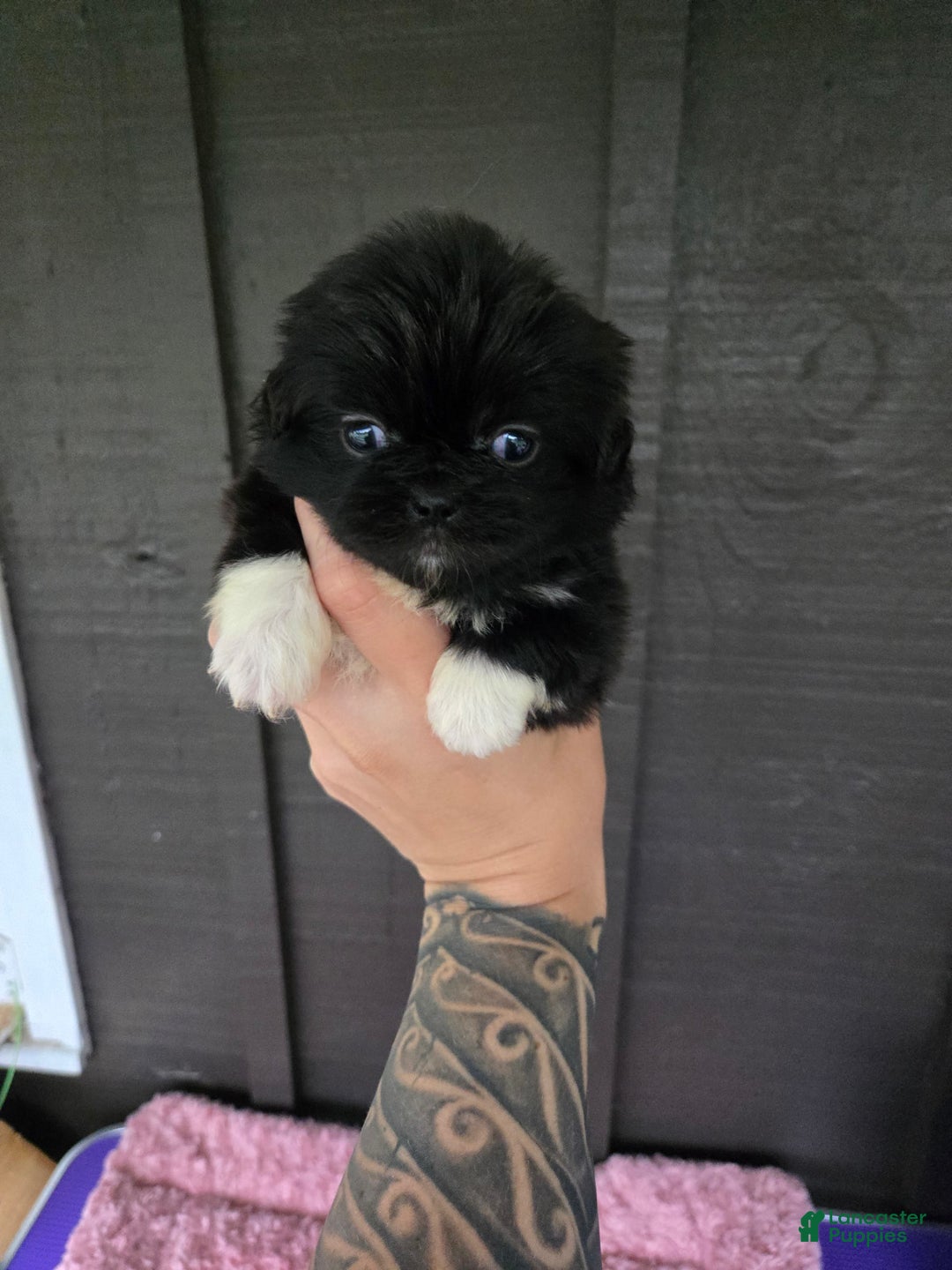 Pekingese dogs for sale: Carrie - Image 8