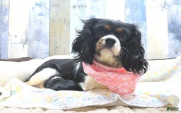 Cavalier King Charles Spaniel dogs for sale: Victor - Image 12