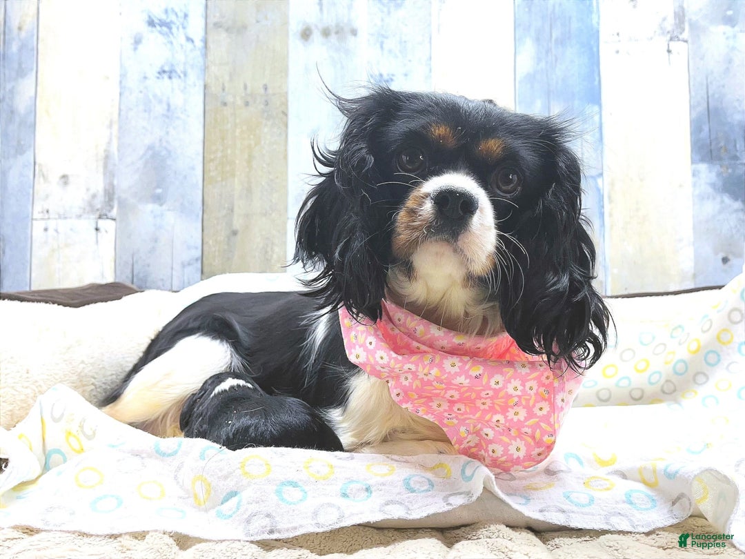 Cavalier King Charles Spaniel dogs for sale: Victor - Image 12