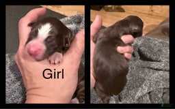 Miniature Australian Shepherd dogs for sale: Miniature Australian Shepherd 5 puppies - Image 5