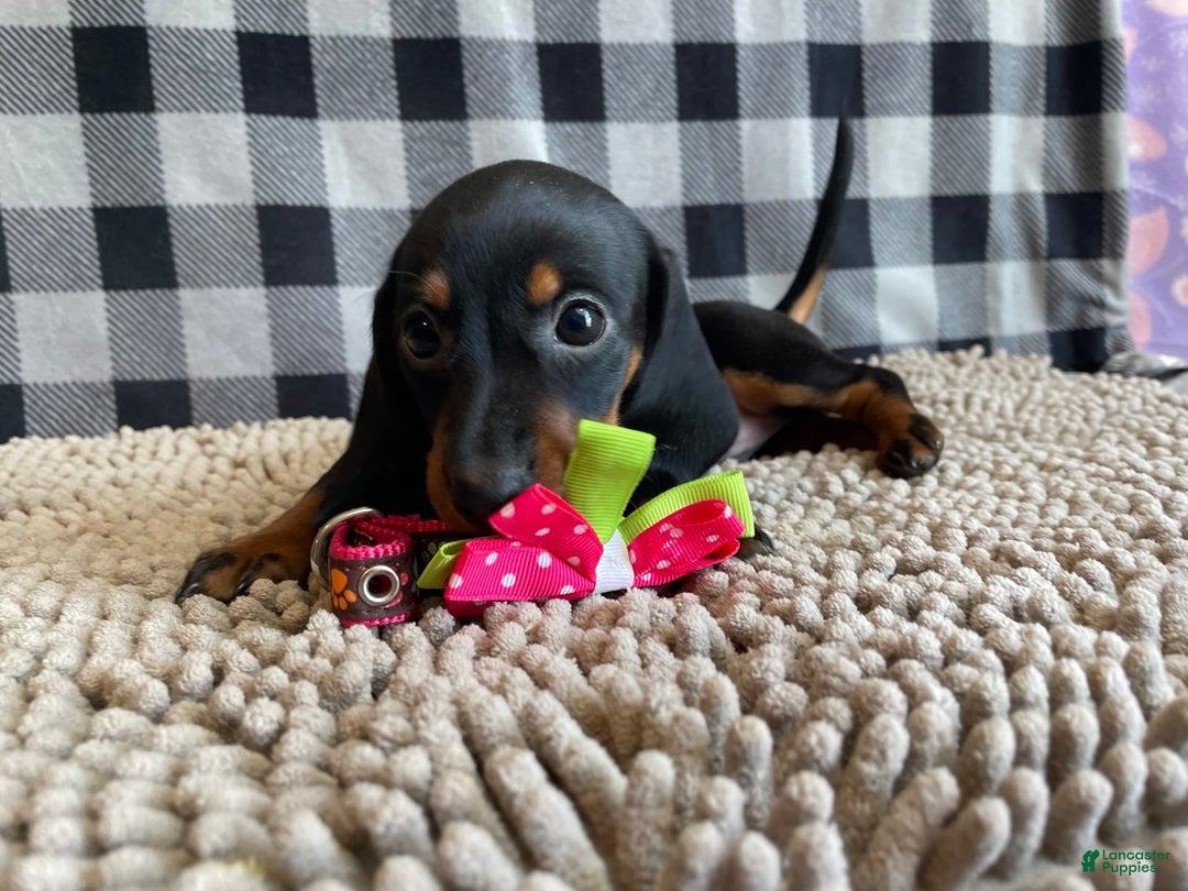 Miniature Dachshund dogs for sale: Nessa - Image 3