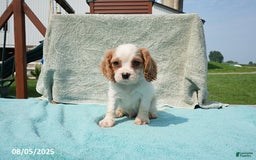 Cavalier King Charles Spaniel dogs for sale: Cavalier King Charles Spaniel 6 puppies - Image 16