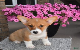 Welsh Corgi Pembroke dogs for sale: Connor - Image 2