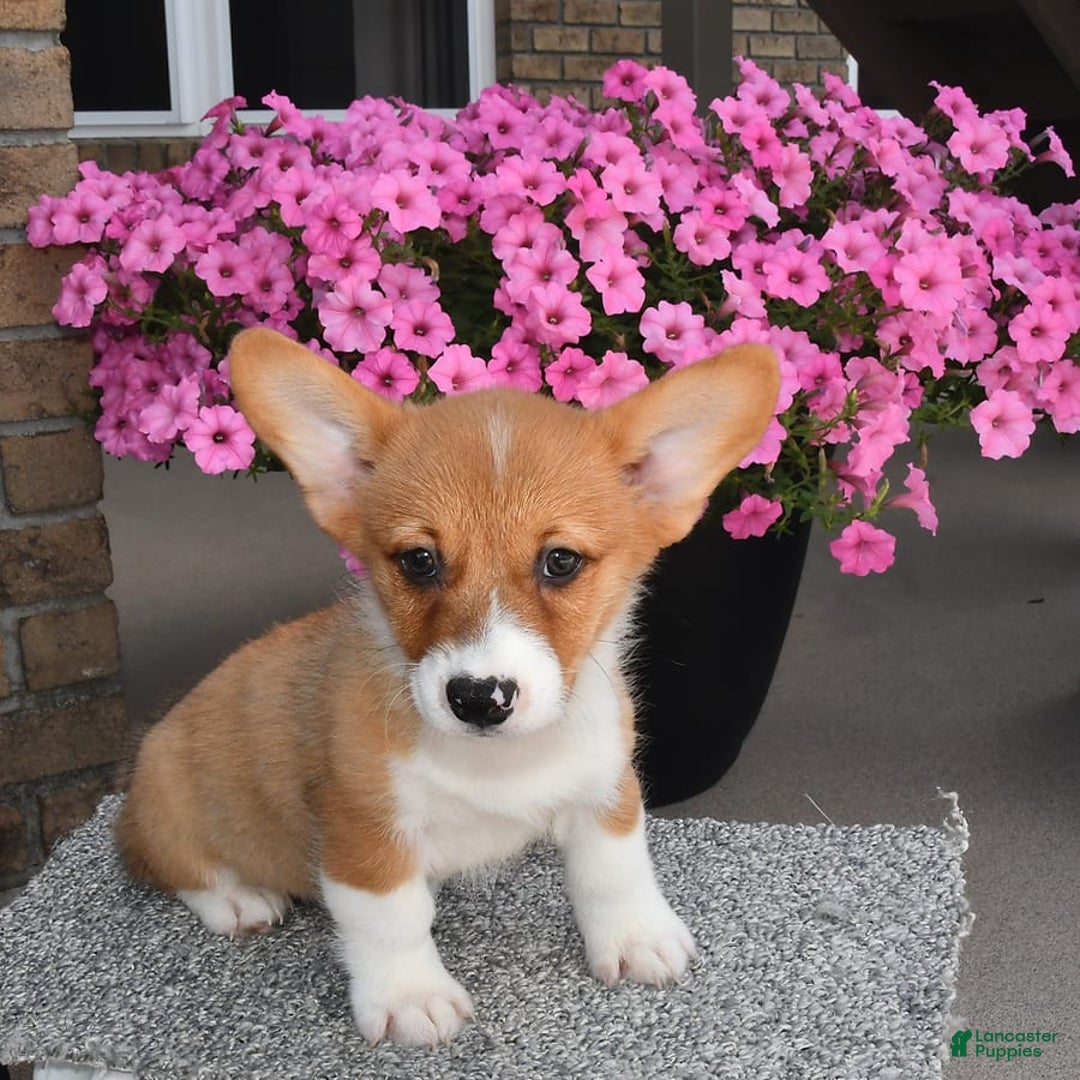 Welsh Corgi Pembroke dogs for sale: Connor - Image 2