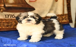 Shih Tzu dogs for sale: Buddy - Image 2