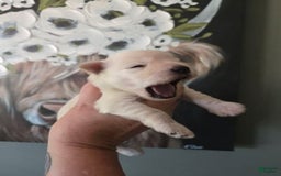Miniature Schnauzer dogs for sale: Pup 5 - Image 3