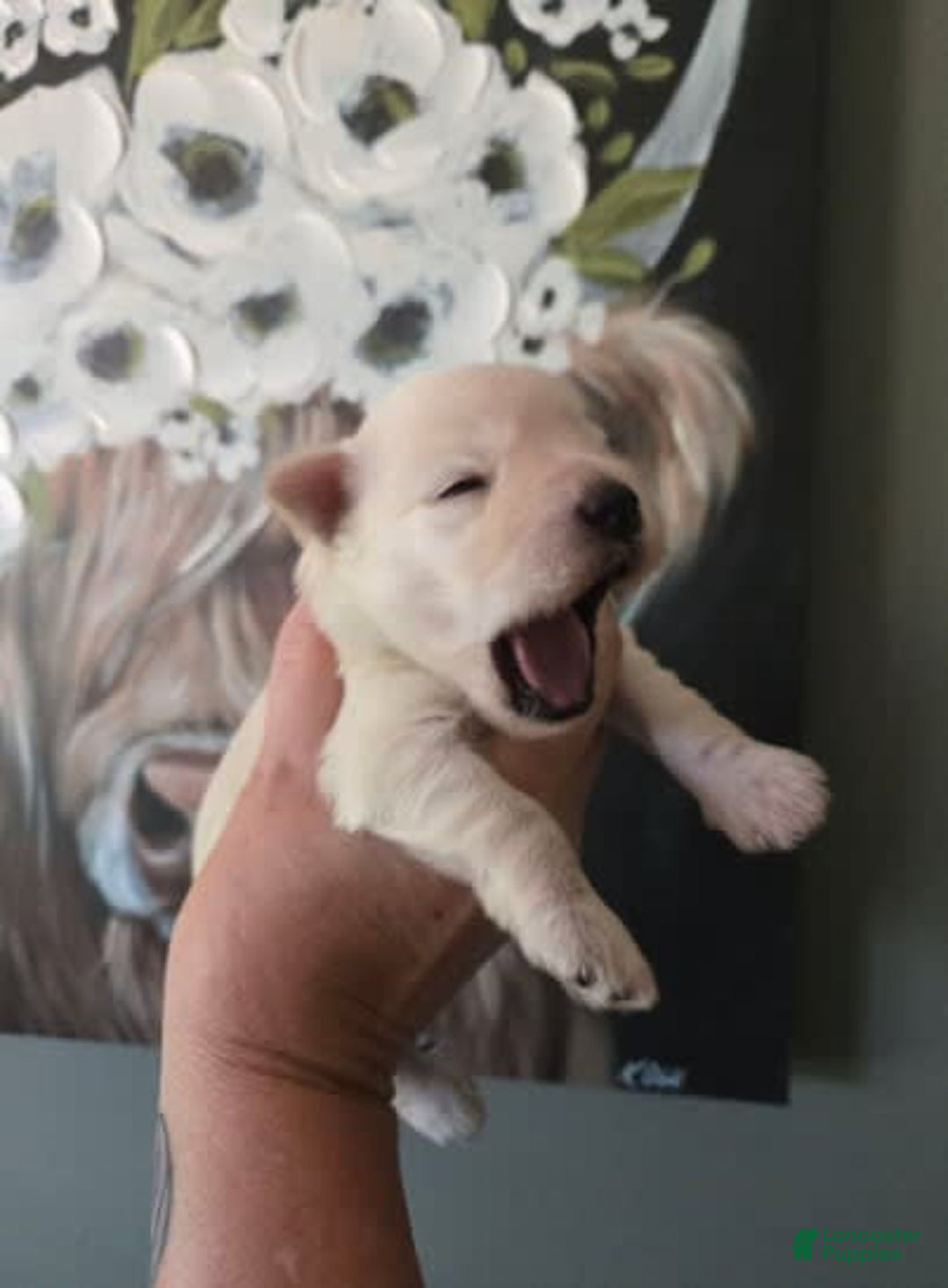 Miniature Schnauzer dogs for sale: Pup 5 - Image 3