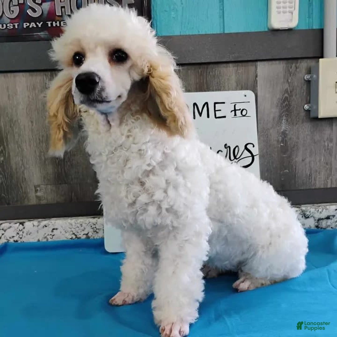 Miniature Poodle dogs for sale: Patty - Image 1