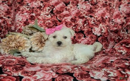 Morkie dogs for sale: Zahara Hypoallergenic - Image 5