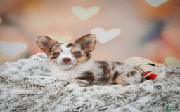 Chihuahua dogs for sale: Romer - Image 3