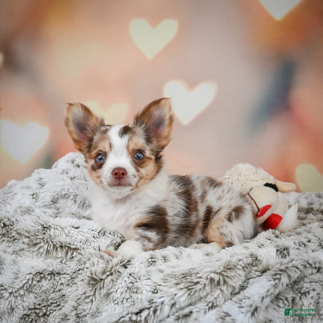 Chihuahua dogs for sale: Romer - Image 3