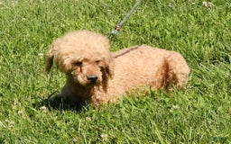 Mini Goldendoodle dogs for sale: Daisy - Image 11